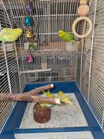 Parkieten vier poppen en één man, Dieren en Toebehoren, Meerdere dieren, Parkiet, Tam