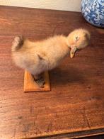 Taxidermie / opgezet kuikentje, Antiek en Kunst, Ophalen