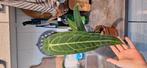 Anthurium Warosqueanum, Huis en Inrichting, Ophalen of Verzenden, Halfschaduw, Minder dan 100 cm
