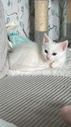 Witte kat/ witte kitten/ kittens/ kitten/Turkse Angora/kater, Dieren en Toebehoren, 0 tot 2 jaar, Kater