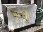 Pastel gele bergparkieten, Geslacht onbekend, Parkiet, Geringd
