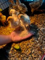 Kuikens 20 augustus, Dieren en Toebehoren, Geslacht onbekend, Kip