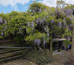 Wisteria, blauwe regen zaailingen te koop, Ophalen, Volle zon, Overige soorten, Minder dan 100 cm