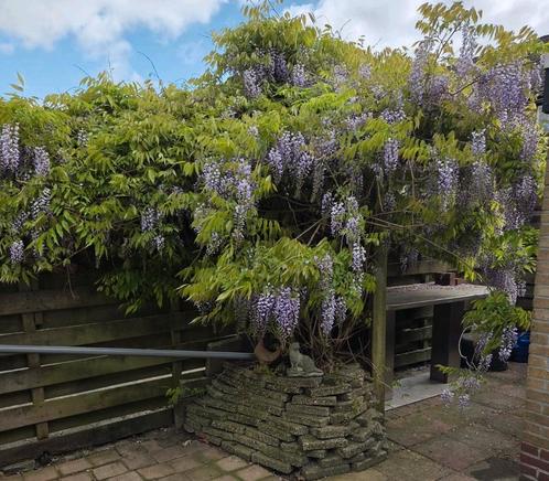 Wisteria, blauwe regen zaailingen te koop, Tuin en Terras, Planten | Bomen, Overige soorten, Minder dan 100 cm, Volle zon, Ophalen of Verzenden