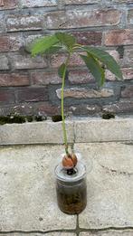 Avocado plant op water zonder potje, Ophalen of Verzenden