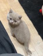 Britse korthaar kitten, Dieren en Toebehoren, Katten en Kittens | Raskatten | Korthaar, Ontwormd, Poes
