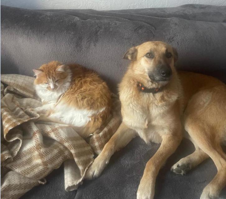 Aliasa is een geweldig hondje, kalm en evenwichtig, 1,5 jaar, Dieren en Toebehoren, Honden | Niet-rashonden, Middel, Teef, Particulier