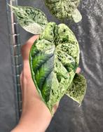 Alocasia Dragon Scale Mint Variegated, Ophalen of Verzenden, Halfschaduw, Minder dan 100 cm