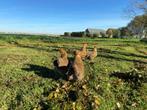 jonge wyandotte kriel kippen goud patrijs gesekst en ingeënt, Dieren en Toebehoren, Pluimvee, Kip, Vrouwelijk