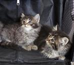 Ragdols kittens, Meerdere dieren, Ontwormd, 0 tot 2 jaar