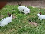 Lotharing voedster met 2jongen, Meerdere dieren, Klein, 0 tot 2 jaar