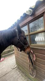 Reflecterend halster, Dieren en Toebehoren, Ophalen, Zo goed als nieuw, Overige soorten