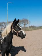 Zeer mooie bonte D pony, Dieren en Toebehoren, Pony's, Merrie