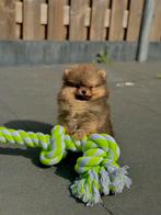 Pomeriaan pups, Dieren en Toebehoren, Rabiës (hondsdolheid), 15 weken tot 1 jaar, Overige rassen, Buitenland
