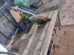 Pauw, Dieren en Toebehoren, Vrouwelijk, Kip