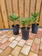Palmbomen, Tuin en Terras, Ophalen, Overige soorten, Volle zon