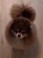 Pomeranian/ dwergkees choco dekreu, Dieren en Toebehoren, Honden | Dekreuen, Parvo, Particulier, Reu, Buitenland