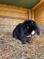 Minilop Ram, mag verhuizen!, Dieren en Toebehoren, Konijnen, Mannelijk, Dwerg