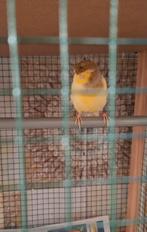 Prijs gebaseerd op de beschrijving op de foto's., Dieren en Toebehoren, Vogels | Kanaries, Vrouwelijk, Kleurkanarie