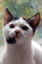 Super lieve kitten katertje ( moeder kruising siamees), Dieren en Toebehoren, Katten en Kittens | Raskatten | Korthaar, Kater