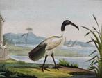 Antieke vogelprent Witte  Ibis 18e eeuw, Antiek en Kunst, Ophalen of Verzenden