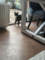 Zazu kater van 10 maanden, Dieren en Toebehoren, Katten en Kittens | Overige Katten, Kater