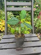 Euphorbia Leuconeura, Huis en Inrichting, Overige soorten, Ophalen of Verzenden, Minder dan 100 cm, Bloeiende kamerplant
