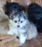 Leuke chipoo pups, Dieren en Toebehoren, Honden | Chihuahua's en Gezelschapshonden, 8 tot 15 weken, CDV (hondenziekte), Meerdere