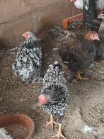Kippen en hanen verkrijgbaar, Dieren en Toebehoren, Pluimvee, Meerdere dieren, Kip