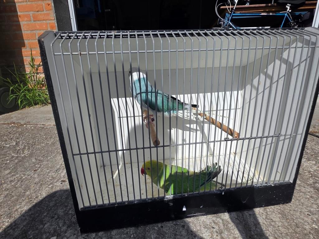 Kweek koppel wit kop witstaart x geel kop geel staart, Meerdere dieren, Parkiet, Geringd