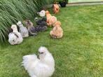 USA Zijdehoen broedeieren (volop verkrijgbaar)😀🐣🐣, Dieren en Toebehoren, Pluimvee, Geslacht onbekend, Kip