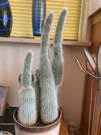 3 grote cactussen, Huis en Inrichting, Kamerplanten, Ophalen, Cactus