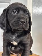 nog 1 lief reutje kruising engelse cocker spaniel pup., Rabiës (hondsdolheid), 8 tot 15 weken, Labrador retriever, Meerdere