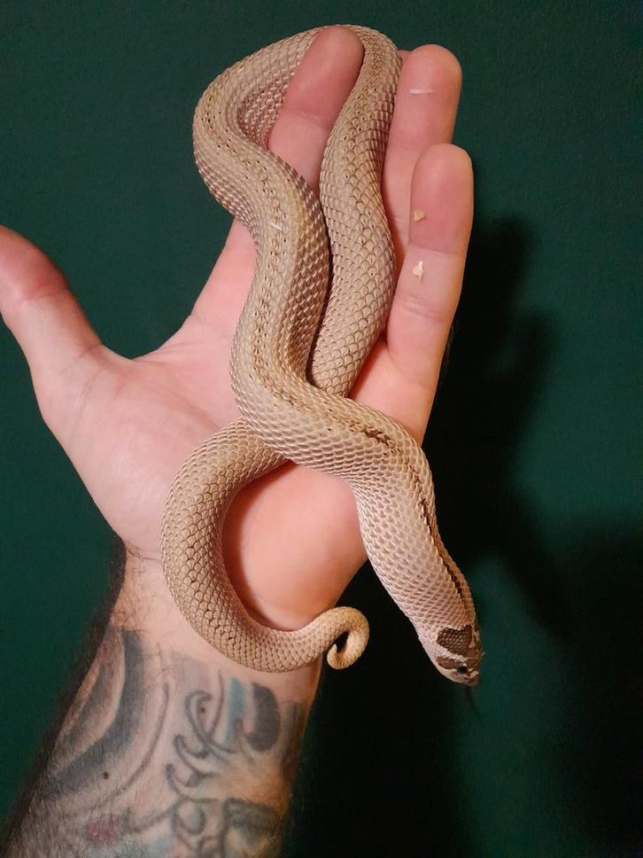 1.1  heterodon nasicus superconda nk22/23