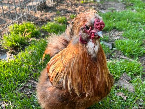 Gratis EU Zijdehoen haantjes., Dieren en Toebehoren, Pluimvee, Kip, Mannelijk