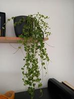 Hangplant/ kamerplant, Huis en Inrichting, Overige soorten, Minder dan 100 cm, Ophalen of Verzenden, Halfschaduw