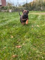 Rotweiler kruising mechelse herder 🤎, Dieren en Toebehoren, Overige rassen, 8 tot 15 weken, Meerdere, Meerdere dieren