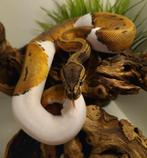 Pinstripe piebald 0.1 met terrarium, Met terrarium, Slang, 0 tot 2 jaar