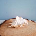 Grote decoratieve zeeschelp, Lambis truncata of Spider Conch, Ophalen of Verzenden, Zo goed als nieuw