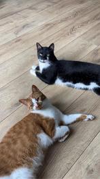 2 lieve gecastreerde katers aangeboden, Dieren en Toebehoren, Katten en Kittens | Overige Katten, Kater