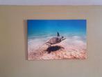Schildpad, rode zee op canvas 120 bij 80., Ophalen