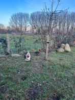 Zijderhoenders koppeltje, Dieren en Toebehoren, Pluimvee, Meerdere dieren, Kip