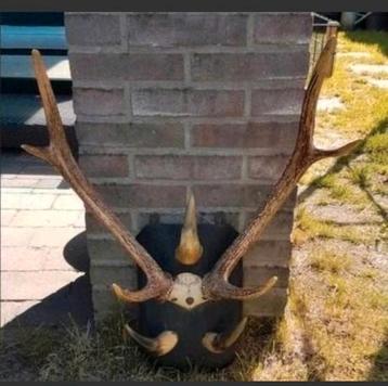 Prachtige Rusa Sambar hert schedel (Aziatisch) herten gewei
 beschikbaar voor biedingen