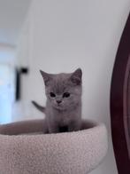 Britse korthaar kitten, Dieren en Toebehoren, Katten en Kittens | Raskatten | Korthaar, Kater, Met stamboom, 0 tot 2 jaar