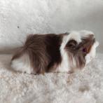 Super lieve jonge cavia zeugjes te koop, Dieren en Toebehoren, Augustus, Vrouwelijk, Cavia