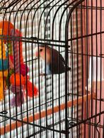 Dwergpapegaai mannetje met kooi en accessoires, Dieren en Toebehoren, Vogels | Parkieten en Papegaaien, Mannelijk, Dwergpapegaai of Agapornis