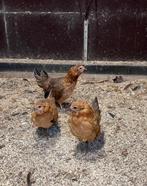 Drie jonge Araucanakriel hennen, groenleggers, Dieren en Toebehoren, Pluimvee, Vrouwelijk, Kip