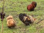 Cochin haantjes, Dieren en Toebehoren, Pluimvee, Mannelijk, Kip