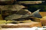 grootwordende meerval 20cm gratis af te halen, Vis, Zoetwatervis