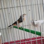 Kapoetsensijs pop 2024, Dieren en Toebehoren, Vogels | Overige Vogels, Vrouwelijk, Tropenvogel, Geringd